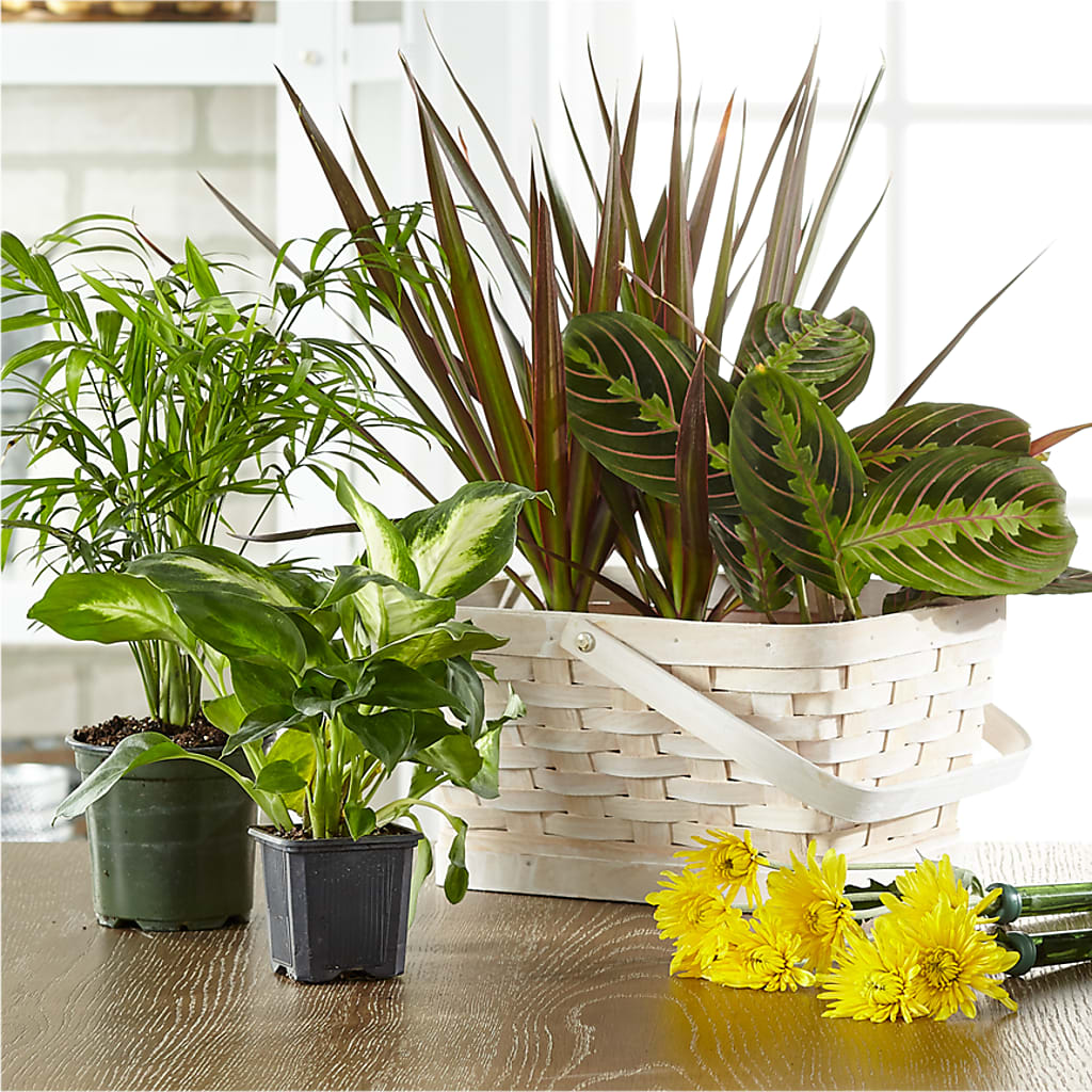 Florist Designed Blooming and Green Plants in a Basket – Blue Poppy Flower Co, Mount Gilead OH