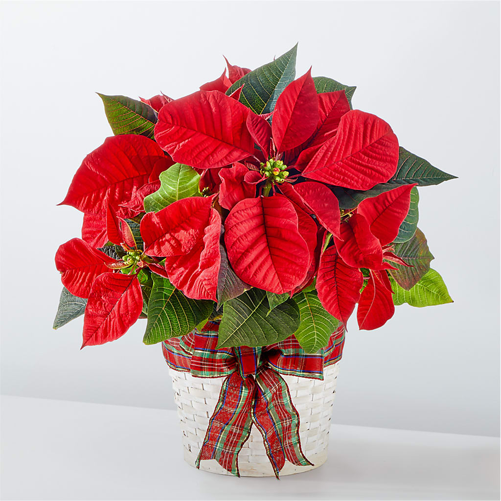 Happiest Holidays Poinsettia – Blue Poppy Flower Co, Mount Gilead OH