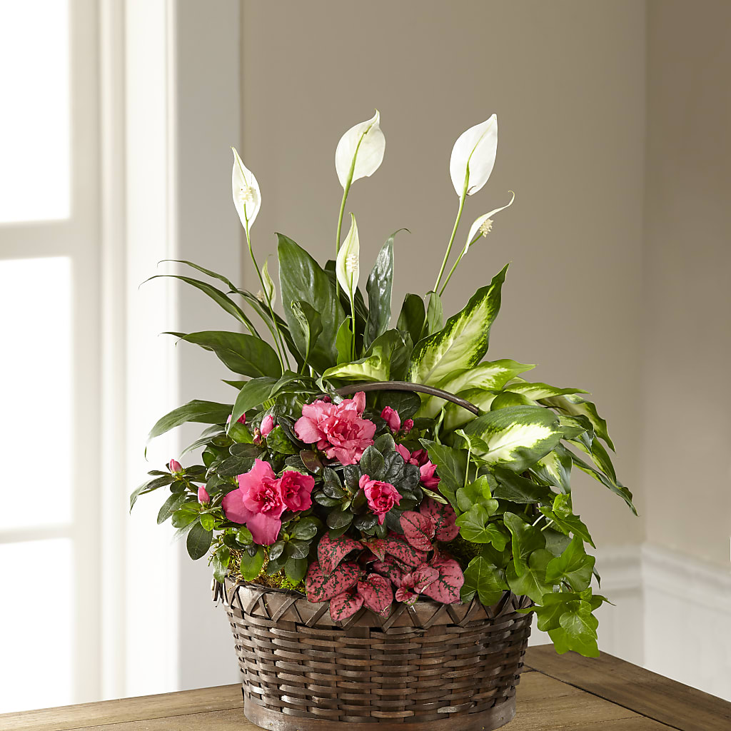 Dream in Pink Dishgarden – Blue Poppy Flower Co, Mount Gilead OH