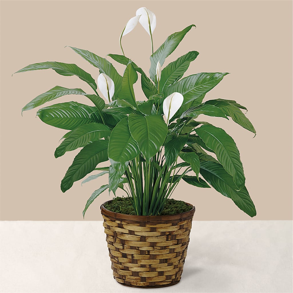 Tranquil Moments Peace Lily Plant – Blue Poppy Flower Co, Mount Gilead OH
