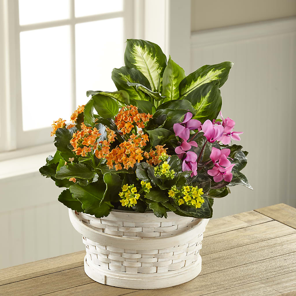 Color Crush Dishgarden – Blue Poppy Flower Co, Mount Gilead OH