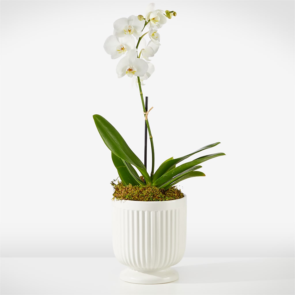 Whispering White Orchid – Blue Poppy Flower Co, Mount Gilead OH