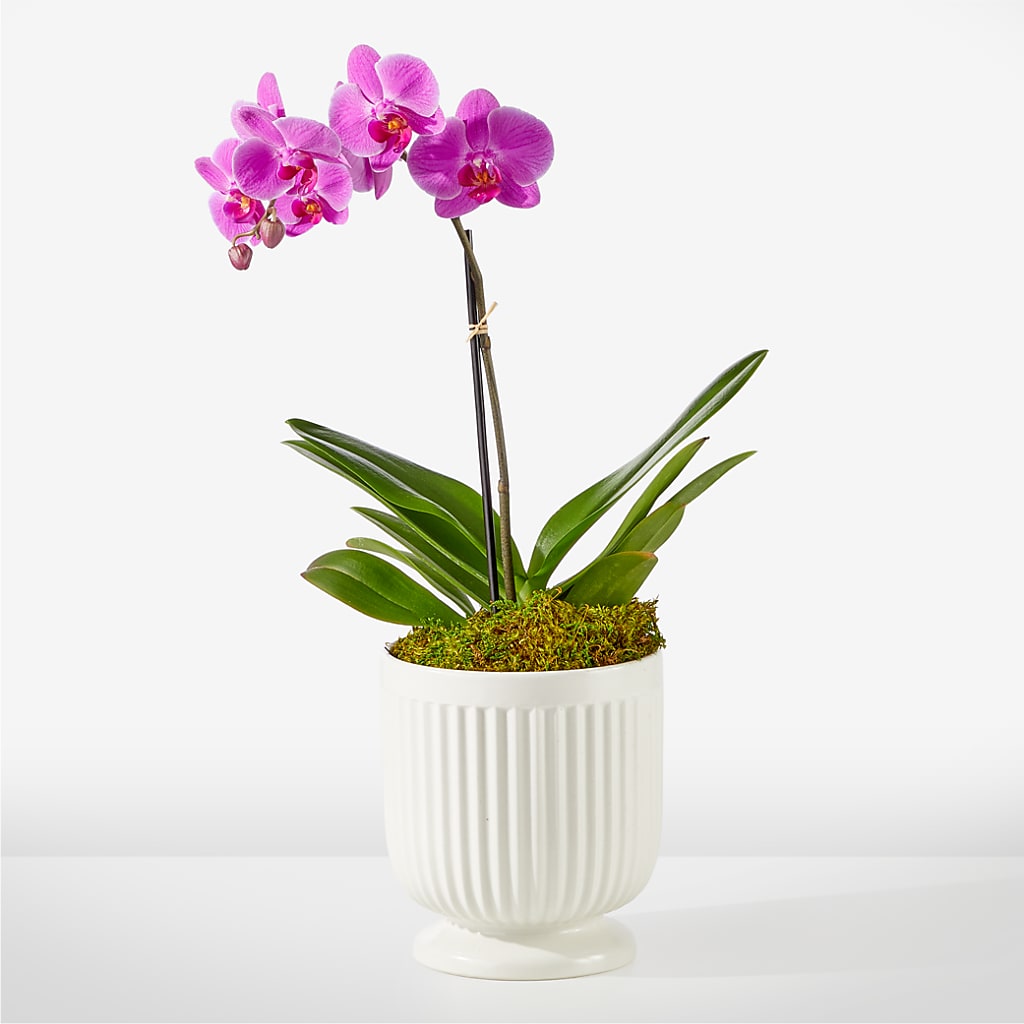 Friendly Fuchsia Orchid – Blue Poppy Flower Co, Mount Gilead OH