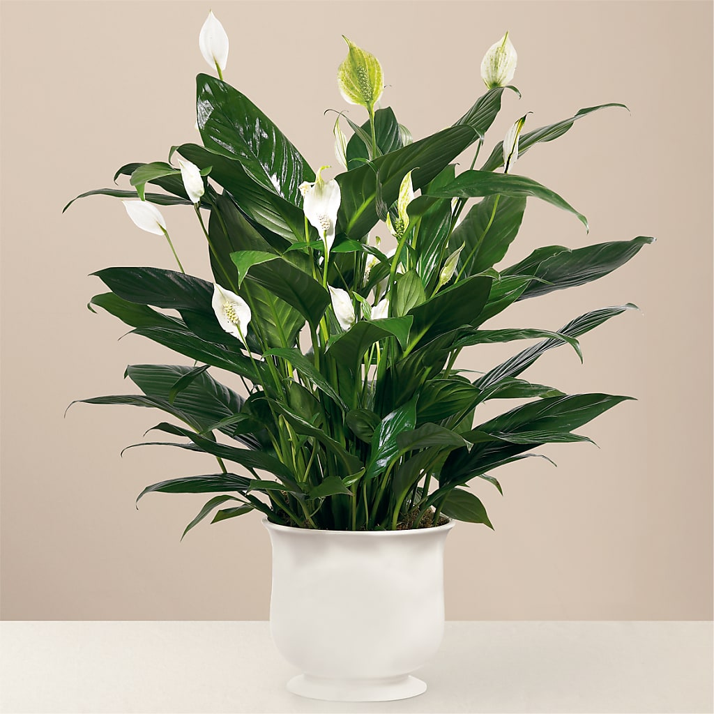 Comfort Planter – Blue Poppy Flower Co, Mount Gilead OH