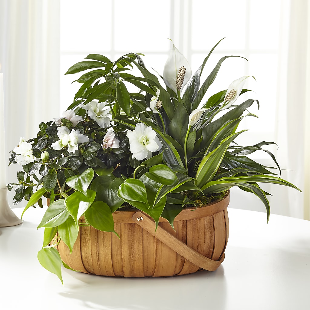 Serene Dishgarden – Blue Poppy Flower Co, Mount Gilead OH