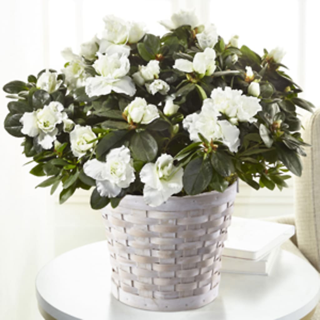White Azalea Plant – Blue Poppy Flower Co, Mount Gilead OH