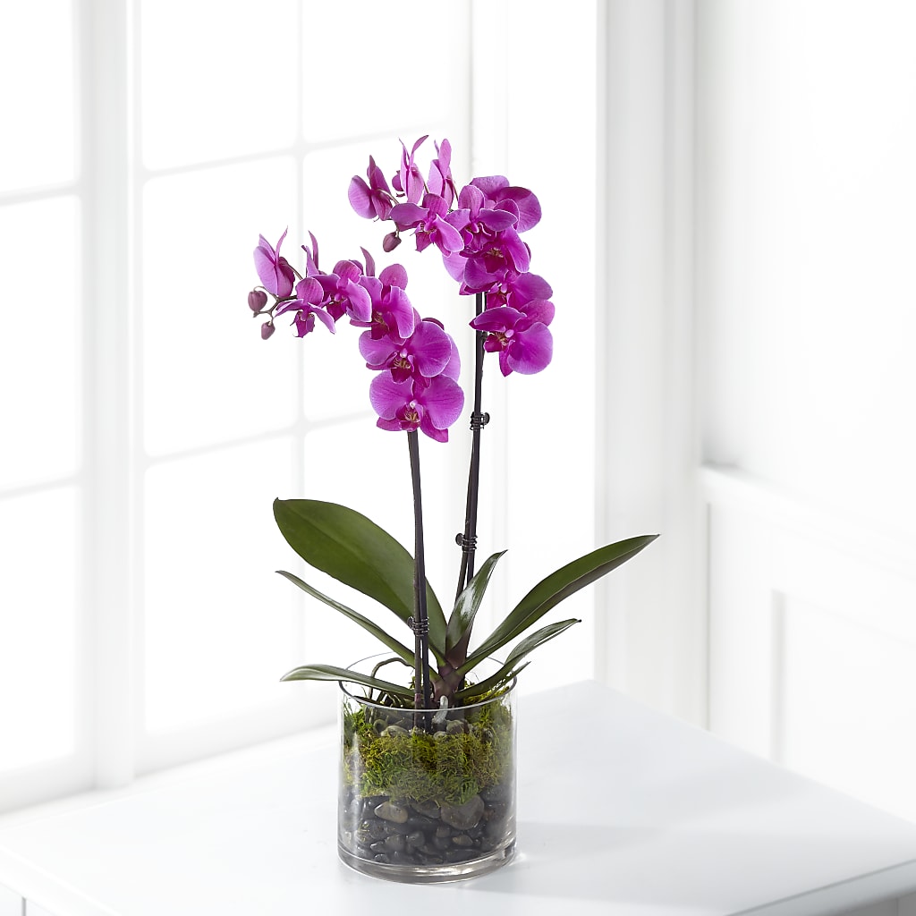 Pink Orchid Plant – Blue Poppy Flower Co, Mount Gilead OH
