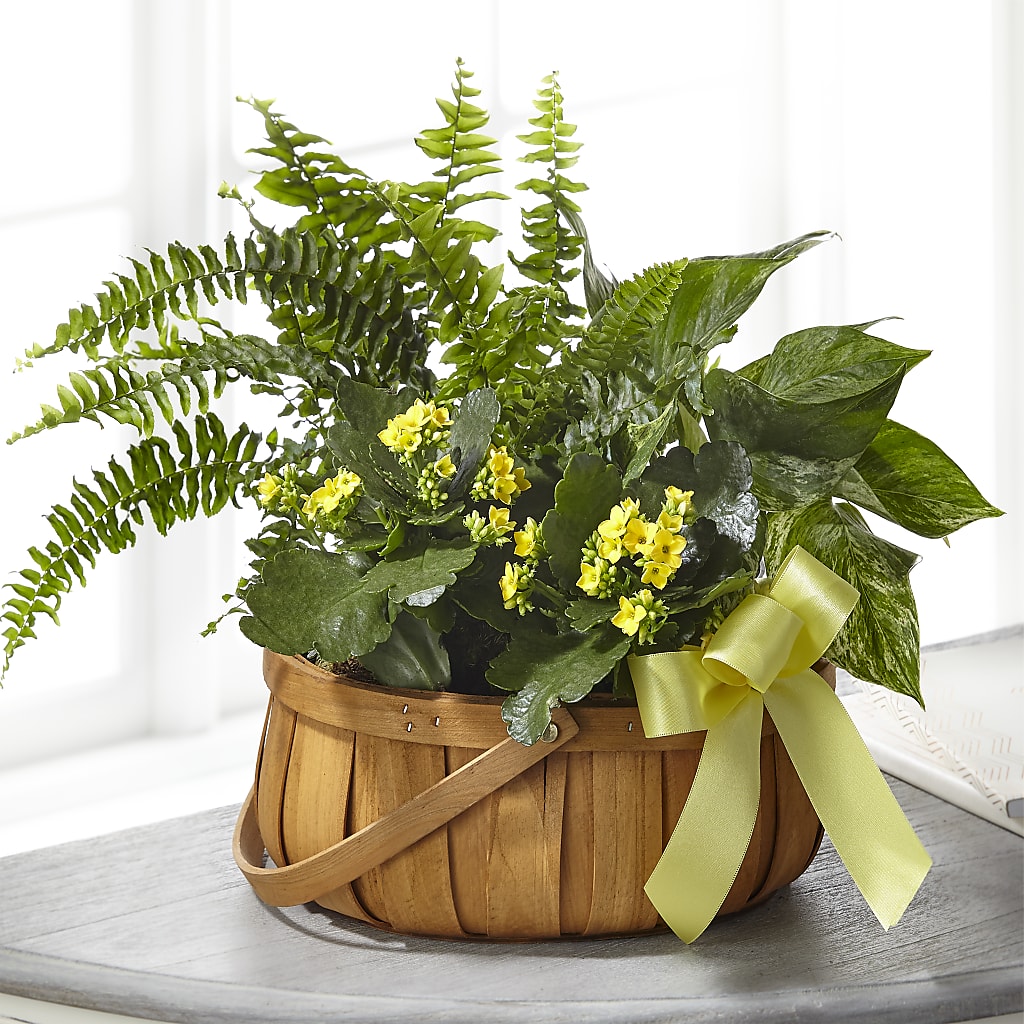 Always Dear Dishgarden – Blue Poppy Flower Co, Mount Gilead OH