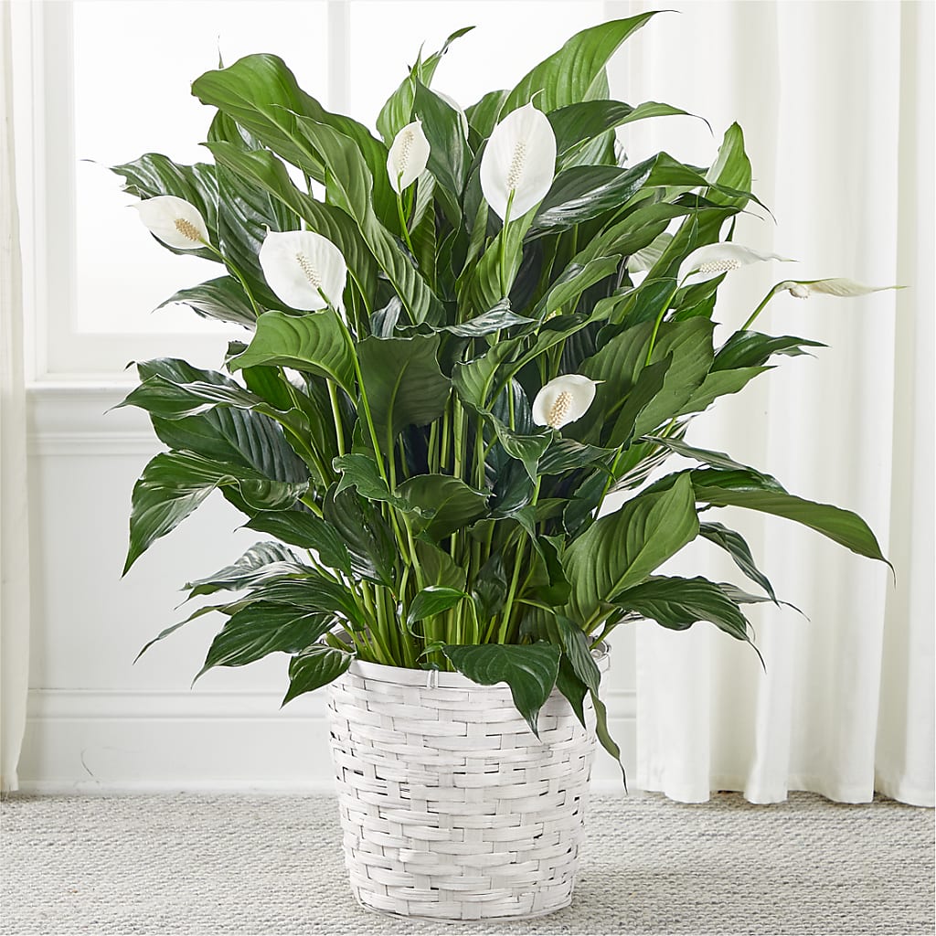 A New Leaf Peace Lily – Blue Poppy Flower Co, Mount Gilead OH