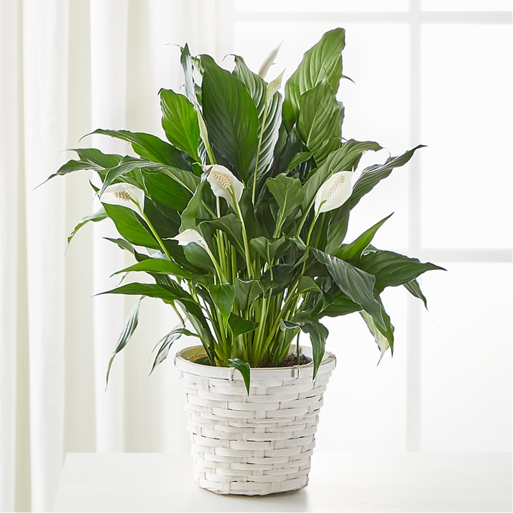 A New Leaf Peace Lily – Blue Poppy Flower Co, Mount Gilead OH