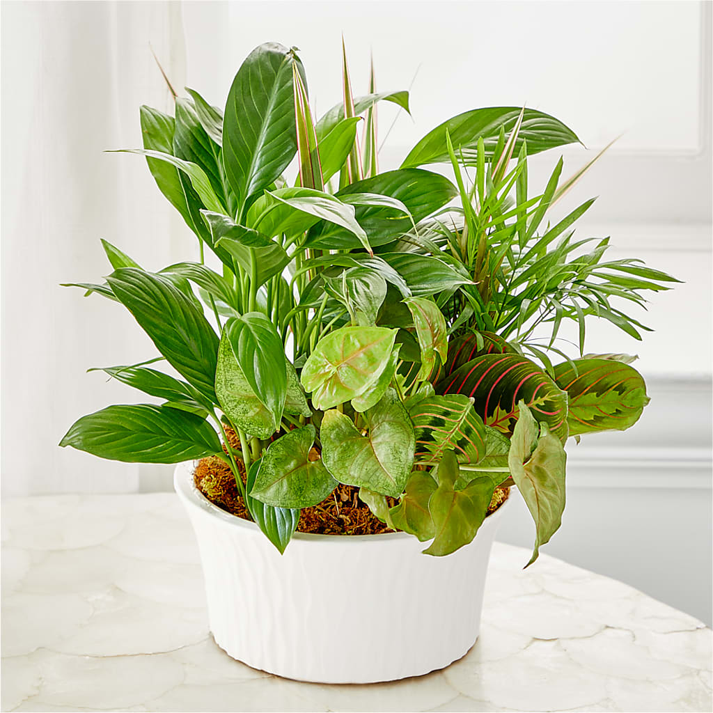 Balance & Harmony Dishgarden – Blue Poppy Flower Co, Mount Gilead OH