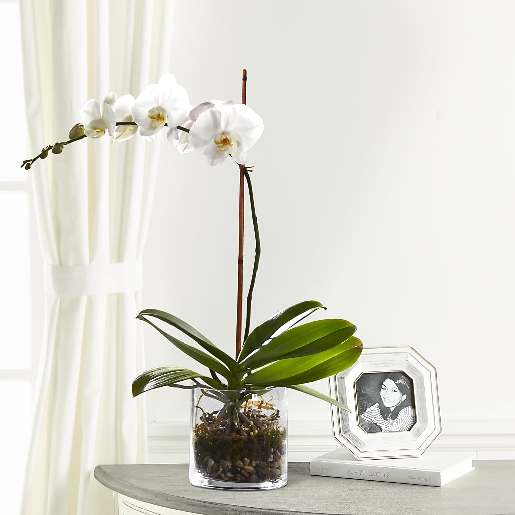 White Orchid Planter – Blue Poppy Flower Co, Mount Gilead OH