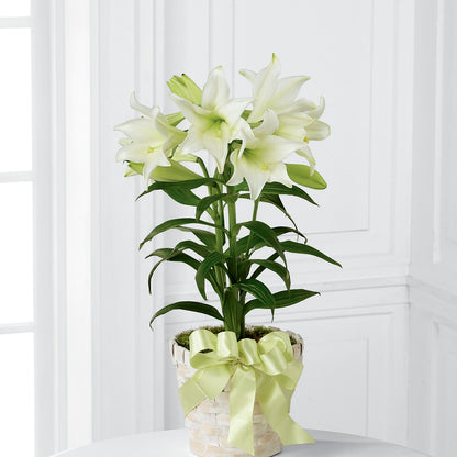 Easter Lily Plant –  Blue Poppy Flower Co, Mount Gilead OH