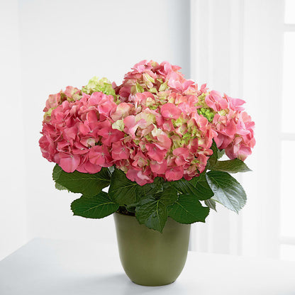 Pink Hydrangea Planter –  Blue Poppy Flower Co, Mount Gilead OH