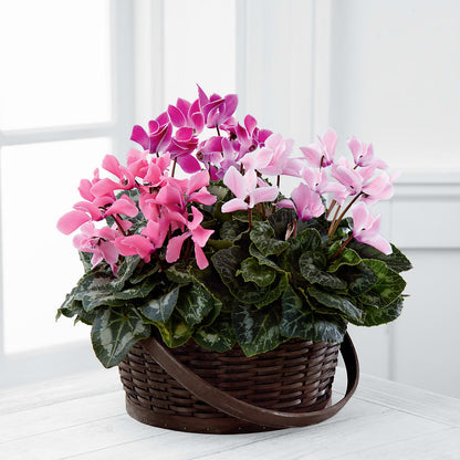 Mixed Cyclamen Planter –  Blue Poppy Flower Co, Mount Gilead OH