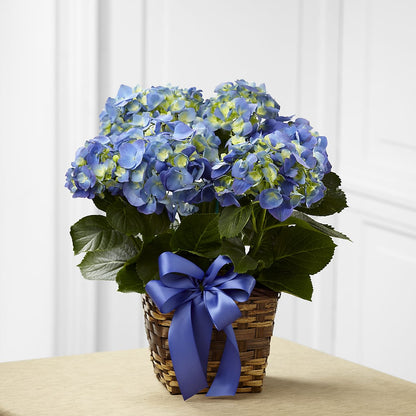 Blue Hydrangea Planter –  Blue Poppy Flower Co, Mount Gilead OH