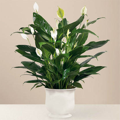 Comfort Planter –  Blue Poppy Flower Co, Mount Gilead OH
