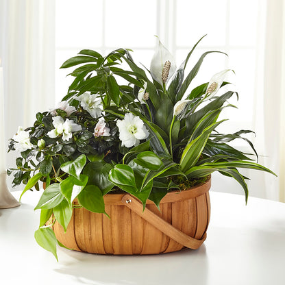 Serene Dishgarden –  Blue Poppy Flower Co, Mount Gilead OH