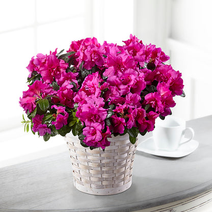 Hope & Serenity Azalea Plant –  Blue Poppy Flower Co, Mount Gilead OH