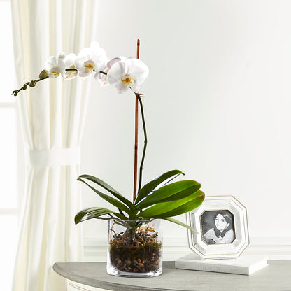 White Orchid Planter –  Blue Poppy Flower Co, Mount Gilead OH